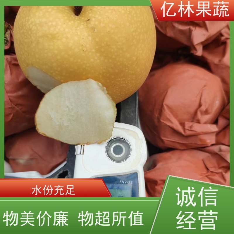 亿林苗木 黄金梨树苗 基地直发 嫁接技术指导 抗寒能力强