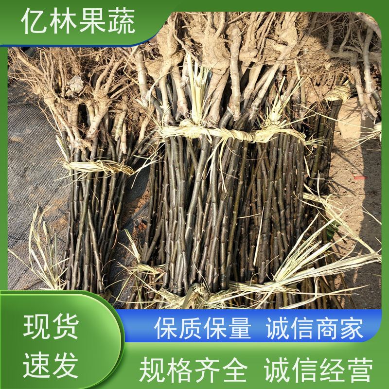 基地供应 南北方种植 香酥梨果树 根系饱满成活率高 红香脆梨树苗