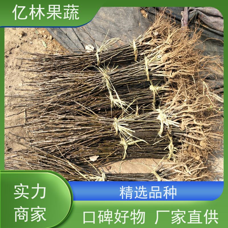 基地供应 成活率高 三公分现挖现发 品种齐全 七月酥梨树苗