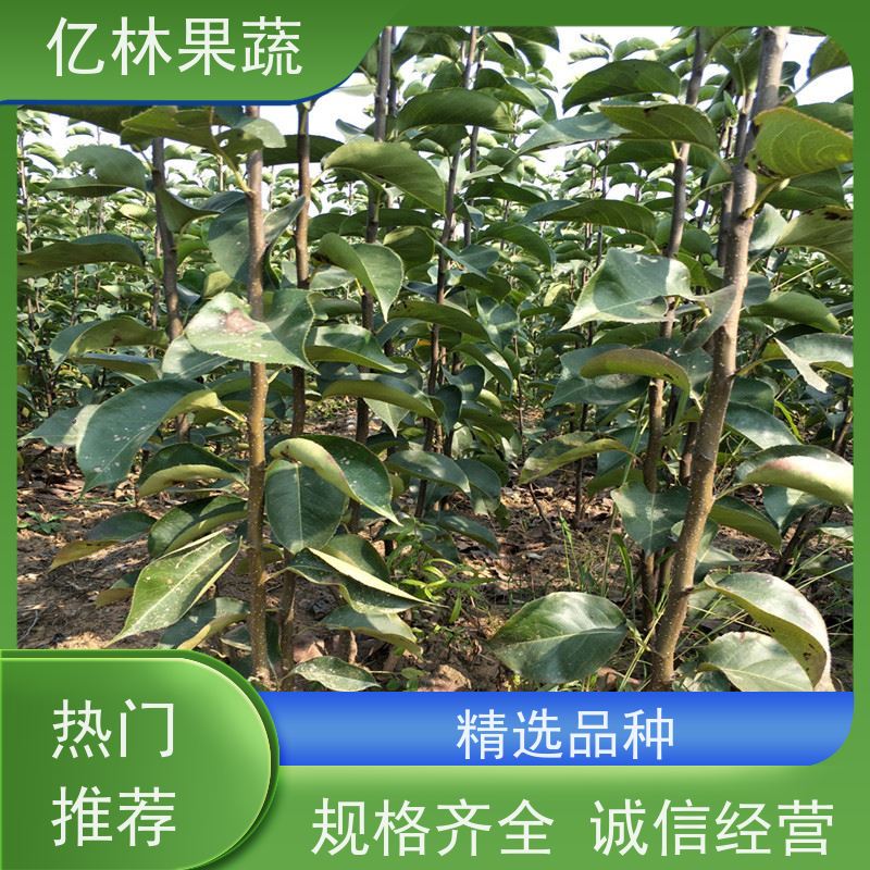 基地培育 根系饱满成活率高 玉露香梨树苗 嫁接技术指导 抗寒能力强