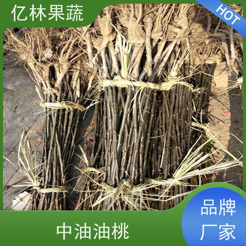 亿林苗木 园林嫁接桃苗 三公分现挖现发 品种齐全 易栽培桃树苗