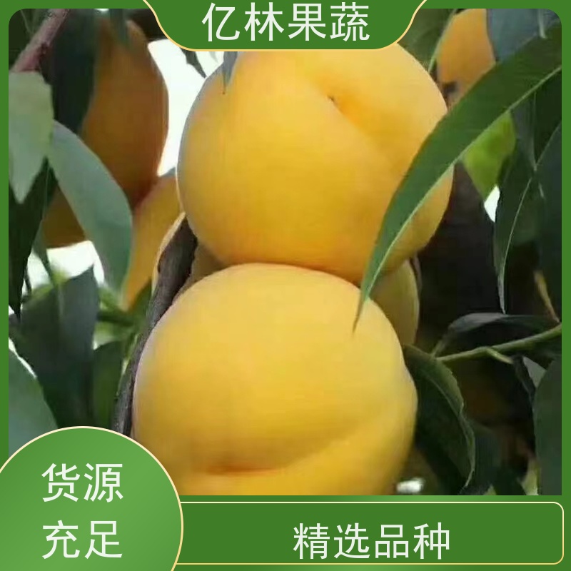 基地培育 冬桃苗 嫁接技术指导 抗寒能力强 易栽培桃树苗