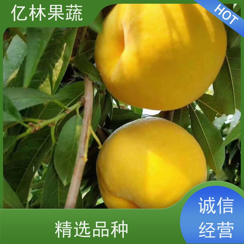基地供应 红香脆梨树苗 根系饱满成活率高 新品种梨苗 香甜可口