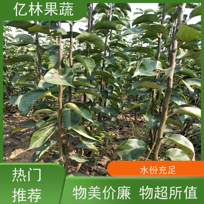 基地供应 黄桃苗 嫁接技术指导 抗寒能力强 成活率高