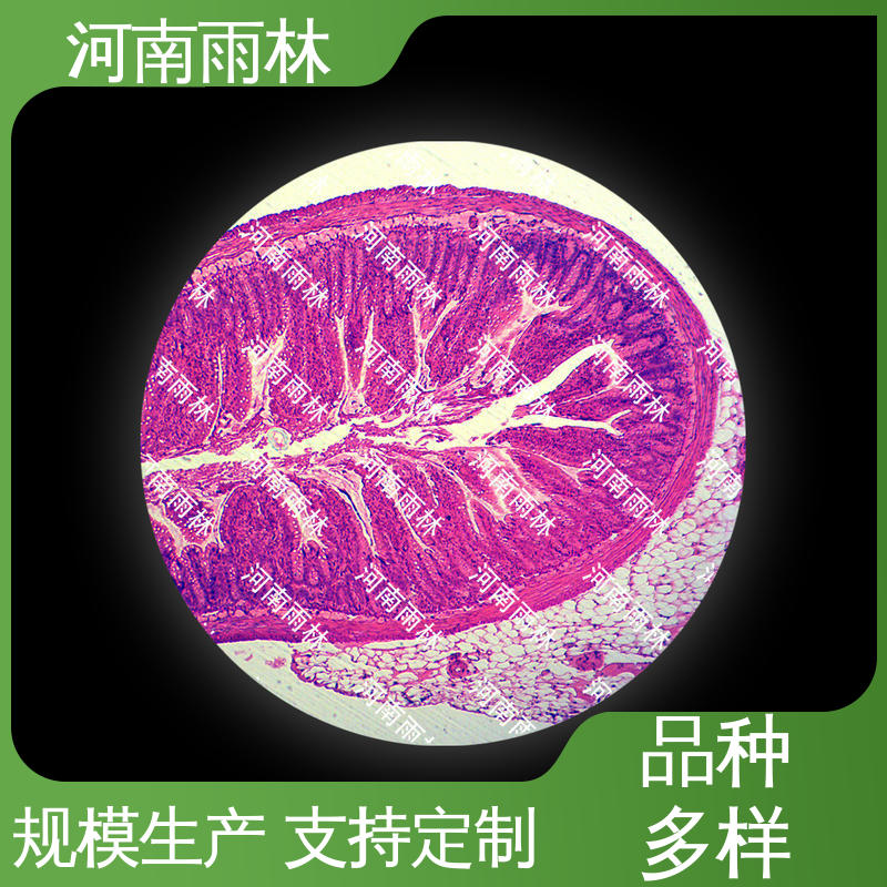 性价比高 质量保障 支持定做 显微切片 雨林教育工程