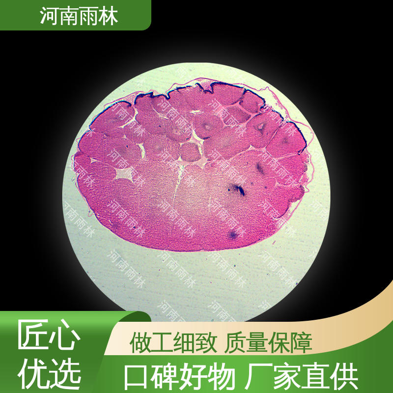 植物标本 质量保障 售后无忧 支持定制 雨林教育