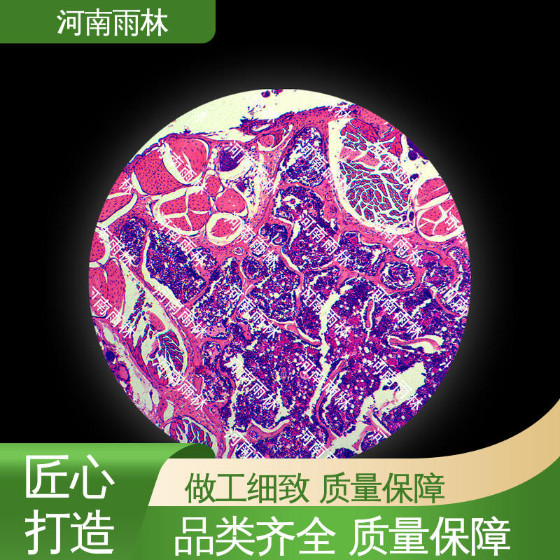 雨林教育工程 生物切片 厂家销售 性价比高 质量保障
