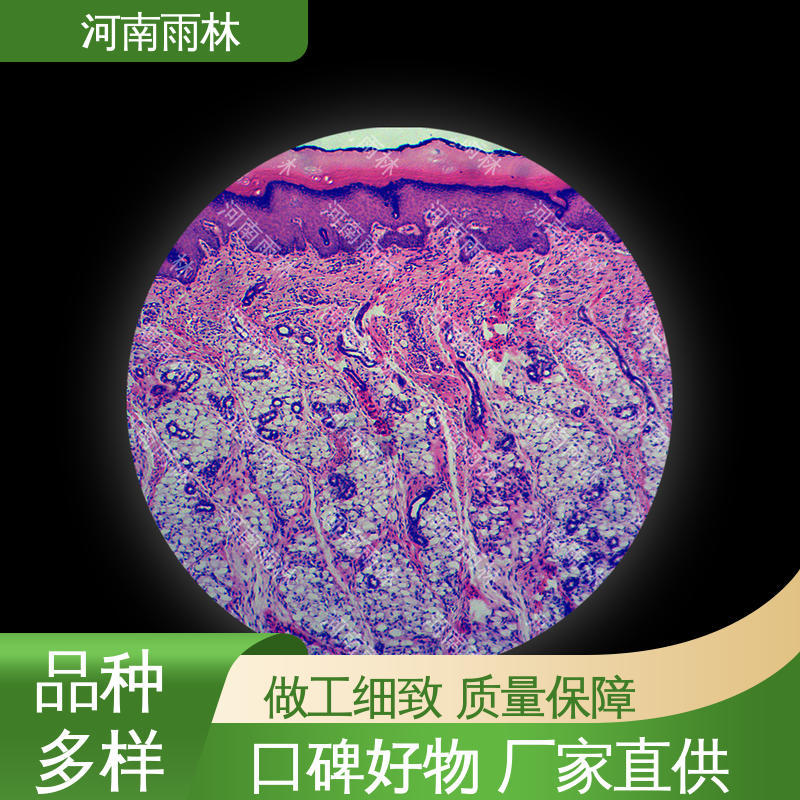 雨林教育 售后无忧 显微标本 厂家销售 质量保障高教