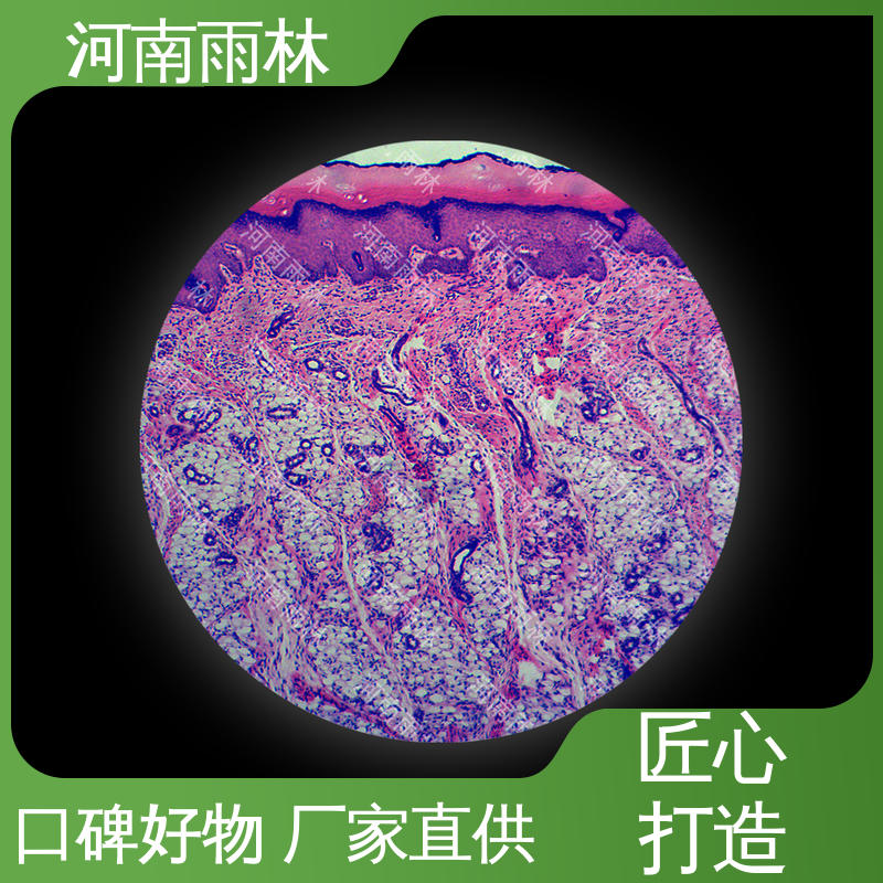 雨林教育 质量保障 植物标本 厂家销售 售后无忧