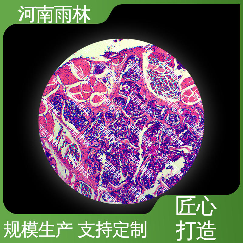 植物病害标本 厂家销售 质量保障 性价比高 雨林教育工程高校