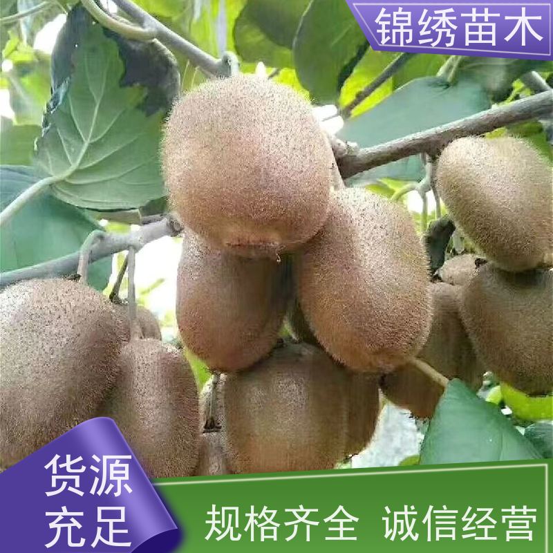 黄心黄金果猕猴桃 富含丰富的维生素C富硒绿心 金黄色果肉香甜多汁
