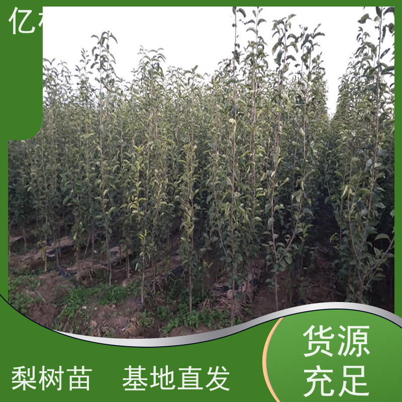 基地培育 油桃苗 特产果树桃幼苗 根系饱满成活率高