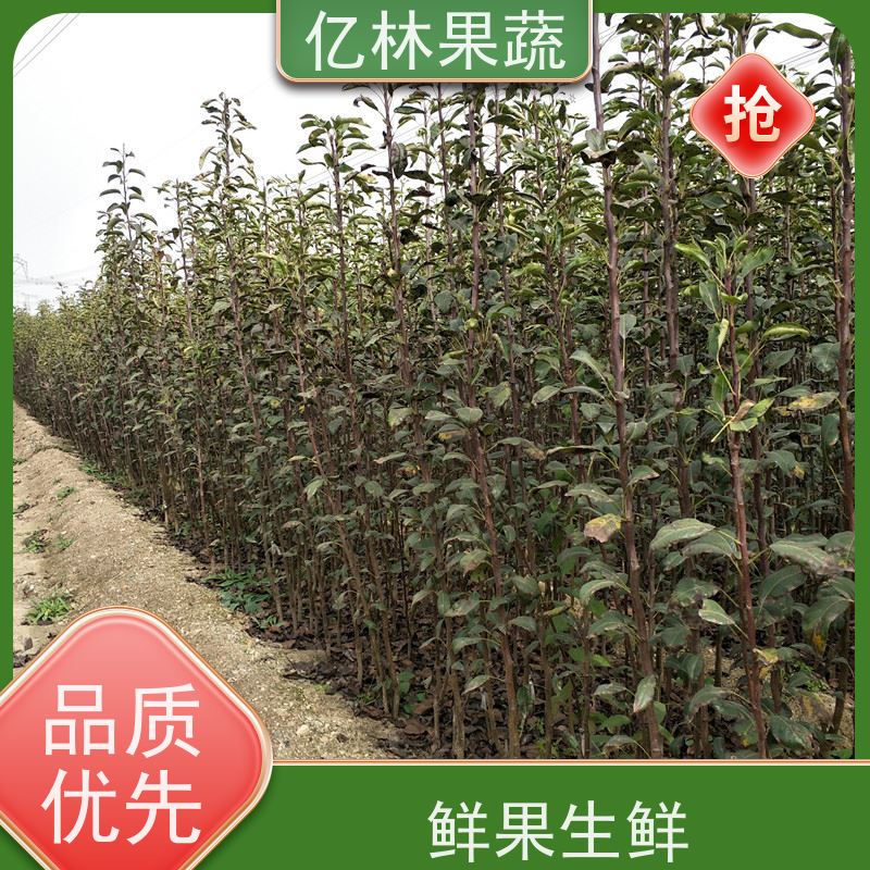 亿林苗木 油桃苗 新品种挑苗 香甜可口 易栽培桃树苗