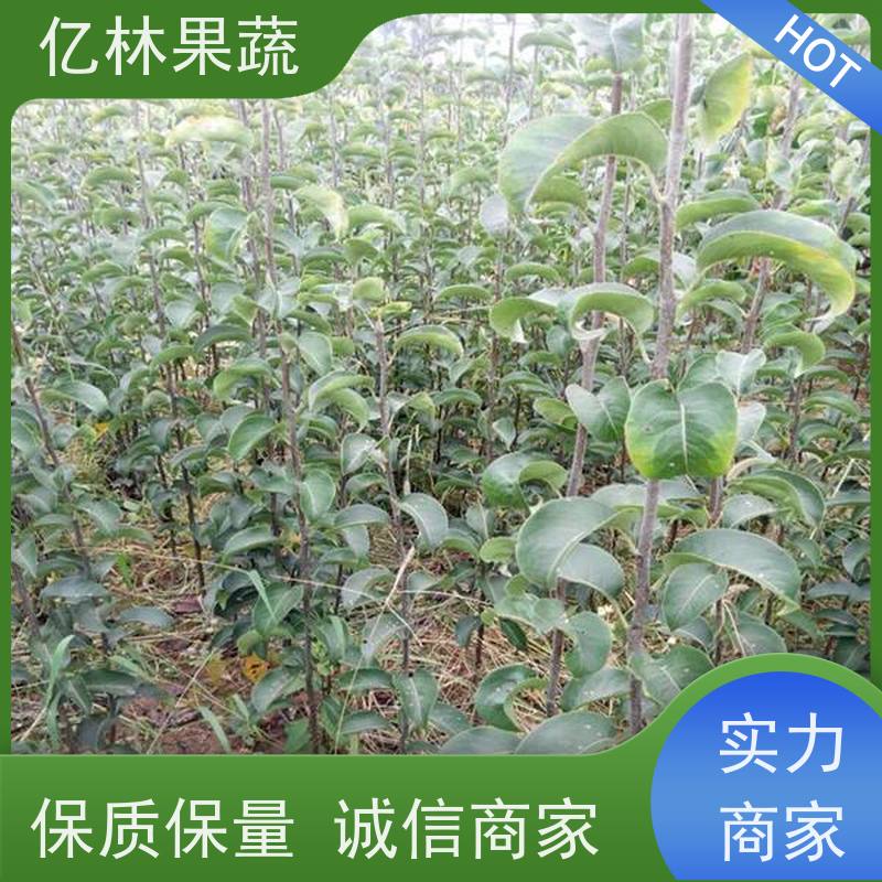 基地供应 黄桃苗 三公分现挖现发 品种齐全 果实饱满味道好