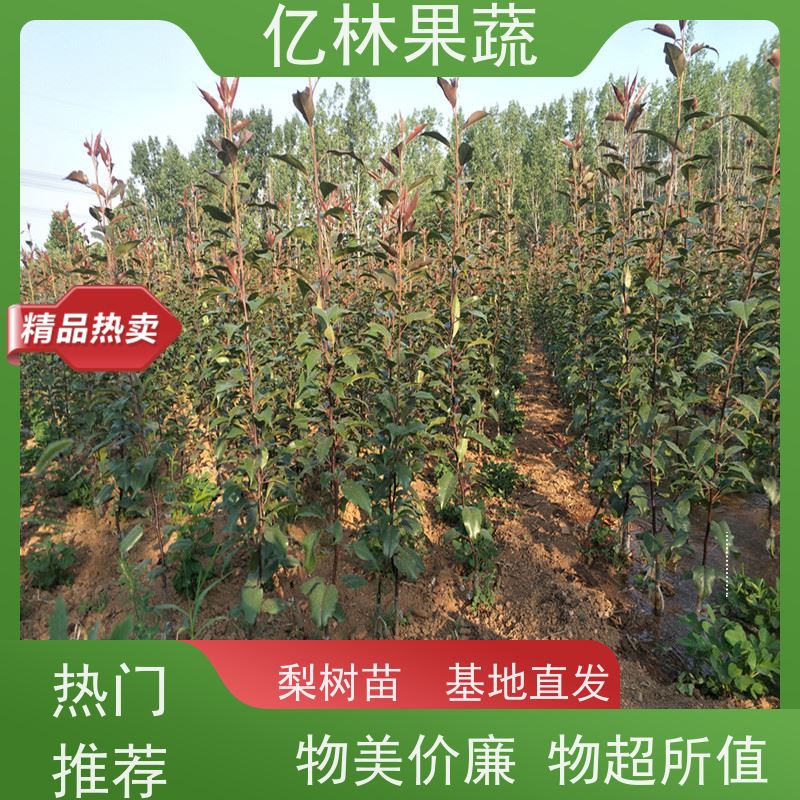 基地供应 油桃苗 三公分现挖现发 品种齐全 果实饱满味道好