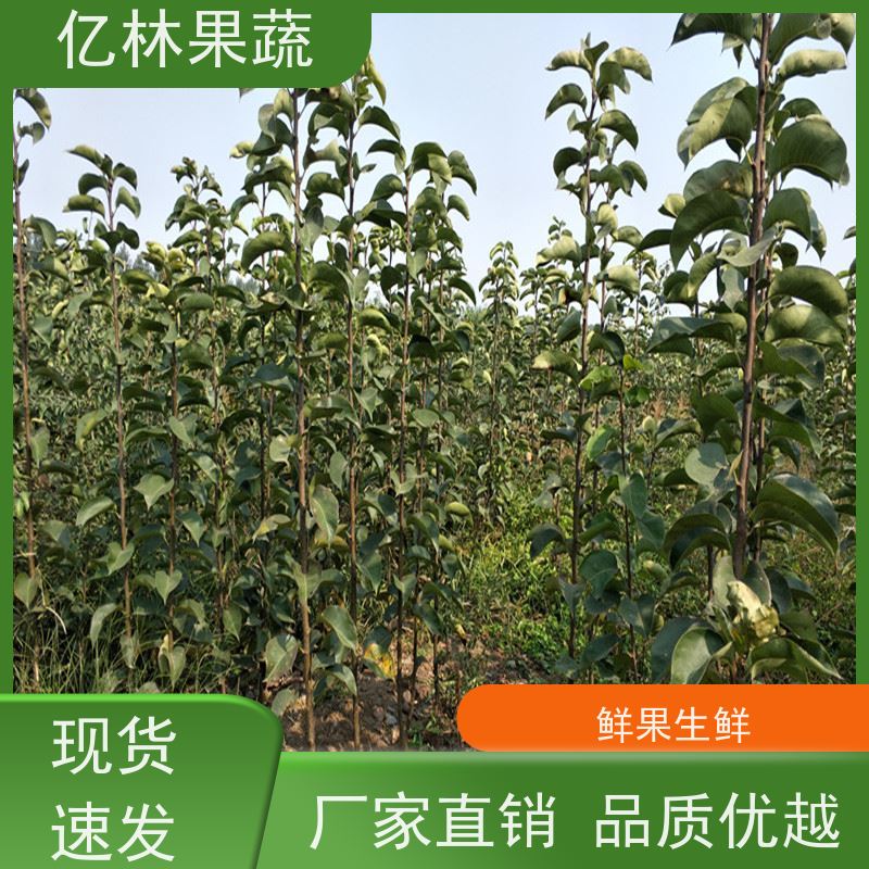 亿林苗木 秋彤桃 盆栽地栽庭院桃树苗苗 成活率高
