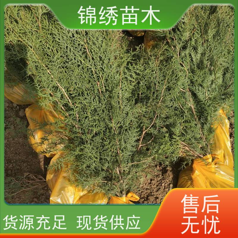 侧柏苗 侧柏树苗大中小杯苗 具有抗旱耐贫瘠耐寒 超强抵御风沙等特性