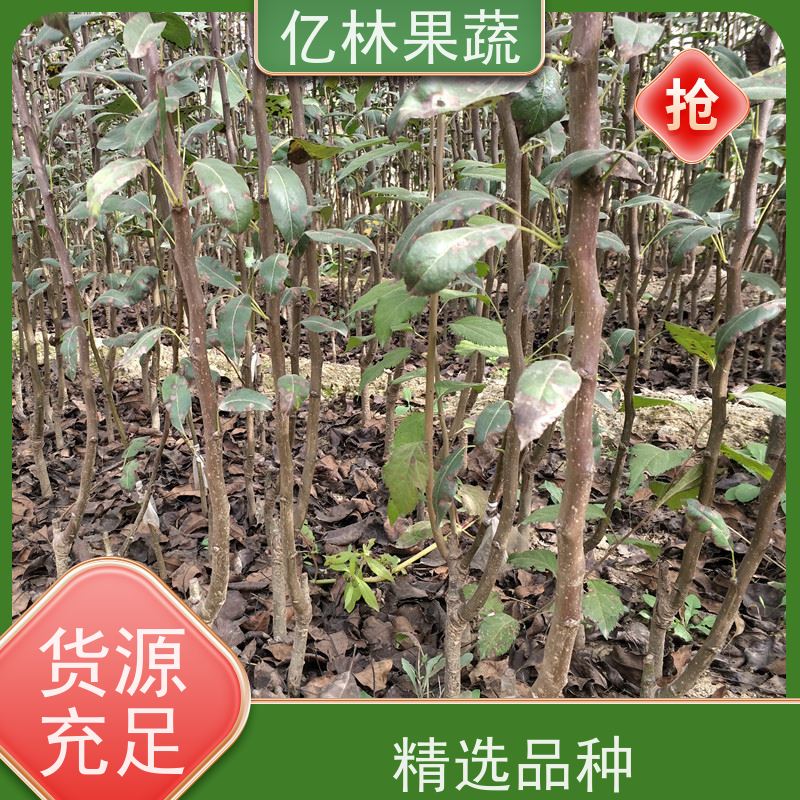 基地供应 早酥红梨苗 根系饱满成活率高 三公分现挖现发 品种齐全