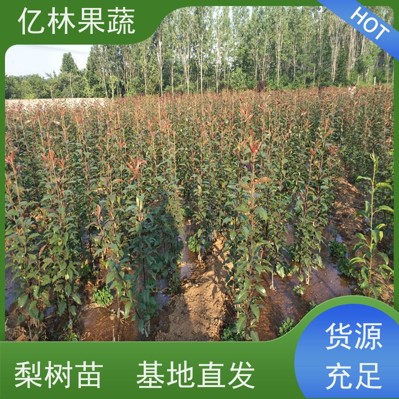 基地供应 秋彤桃 三公分现挖现发 品种齐全 成活率高