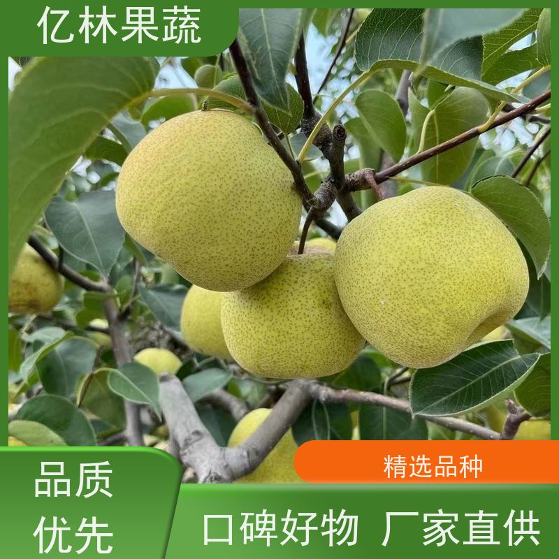 基地培育 油桃苗 现挖现发 口感香甜 易栽培桃树苗