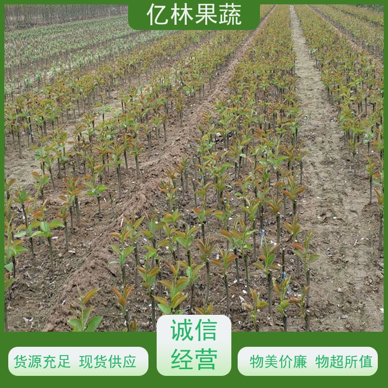 亿林苗木 果实饱满味道好 三公分现挖现发 品种齐全 七月酥梨树苗