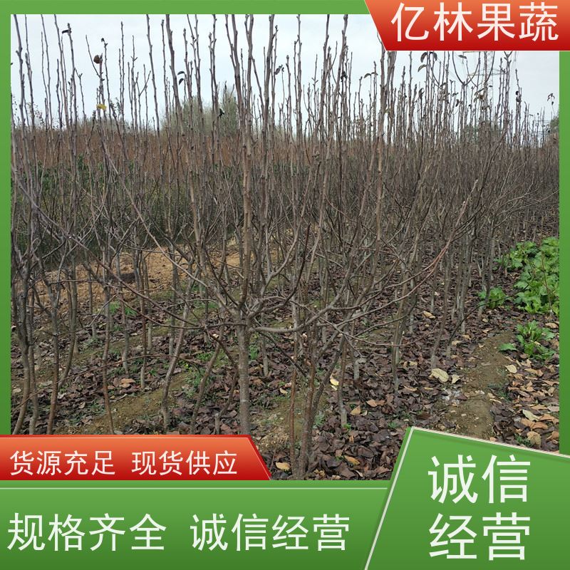 亿林苗木 园林嫁接桃苗 现挖现发新鲜 粗两公分 果实饱满味道好