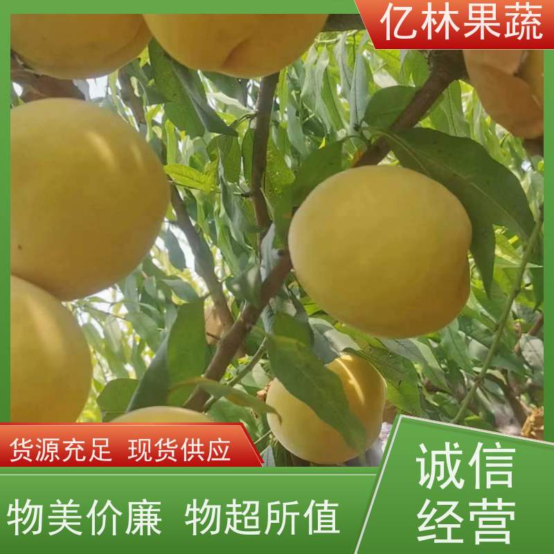 亿林苗木 油桃苗 特产果树桃幼苗 根系饱满成活率高