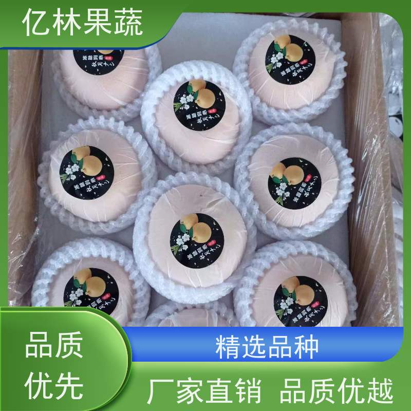 亿林苗木 早酥红梨苗 根系饱满成活率高 特产果树梨幼苗