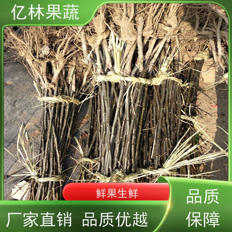 亿林苗木 红早酥梨树苗 根系饱满成活率高 特产果树梨幼苗