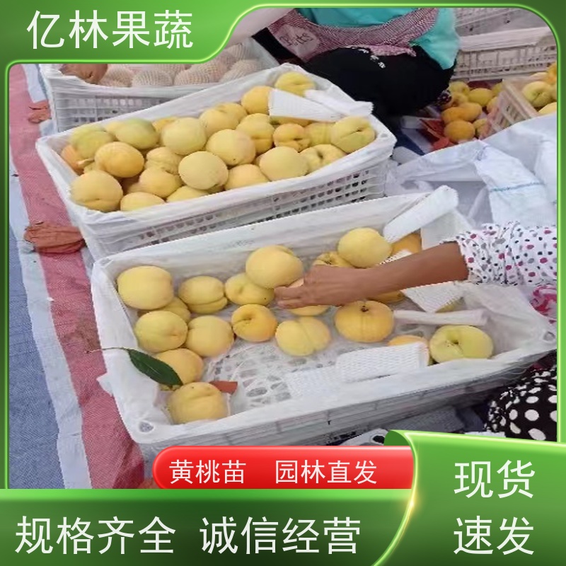 亿林苗木 果实饱满味道好 三公分现挖现发 品种齐全 圆黄梨树苗