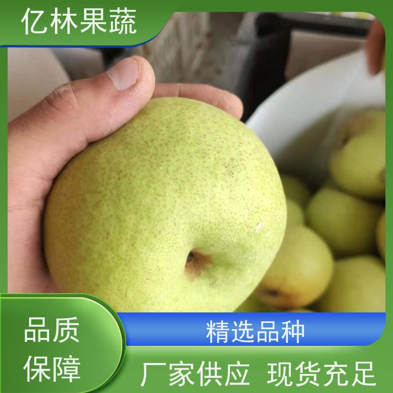 基地供应 丰水梨树苗 根系饱满成活率高 三公分现挖现发 品种齐全