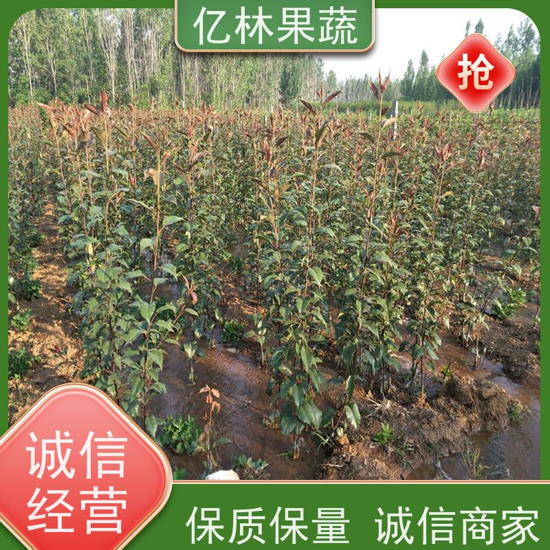 亿林苗木 黄冠梨树苗 根系饱满成活率高 晚熟品种梨 口感脆甜