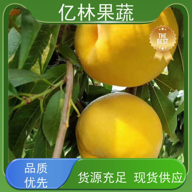 基地供应 成活率高 特产果树梨幼苗 丰水梨树苗