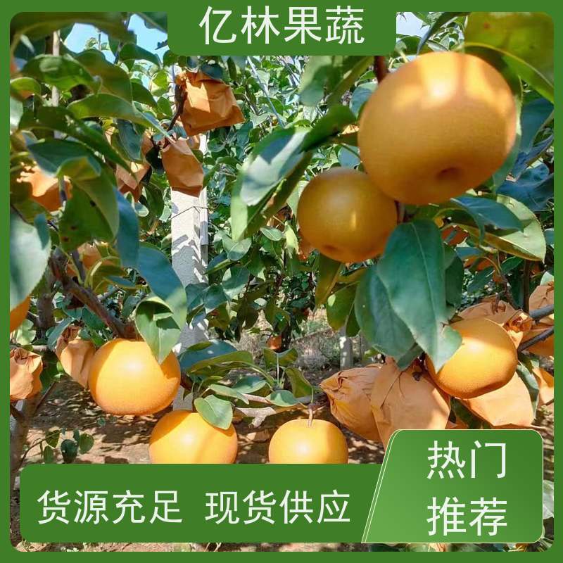 亿林苗木 油桃苗 新品种挑苗 香甜可口 根系饱满成活率高