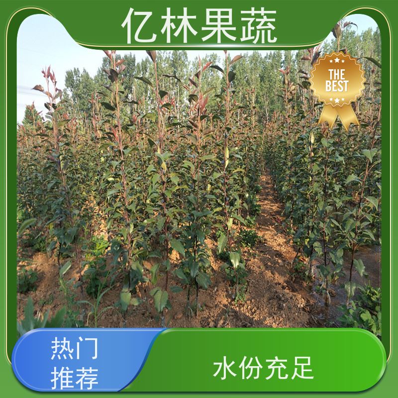 亿林苗木 基地直发 嫁接技术指导 抗寒能力强 丰水梨树苗