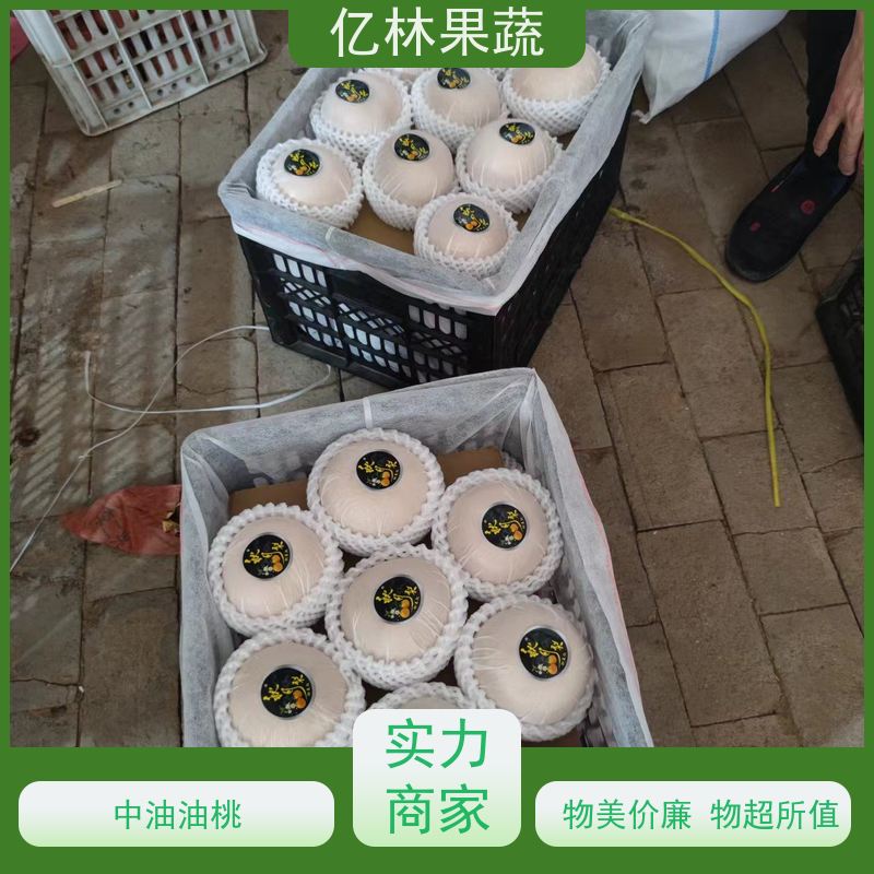 基地供应 黄桃苗 晚熟品种桃 口感脆甜 易栽培桃树苗