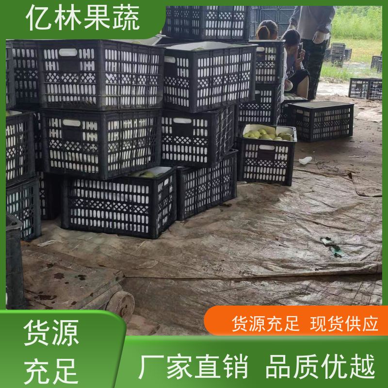 基地培育 黄桃苗 现挖现发 口感香甜 易栽培桃树苗