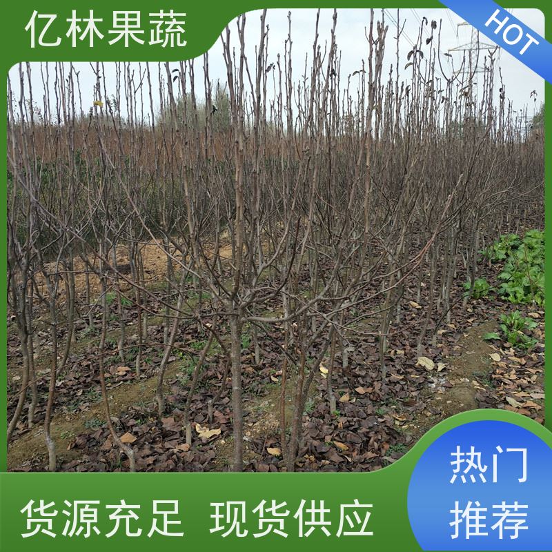 基地供应 园林嫁接桃苗 现挖现发 口感香甜 成活率高