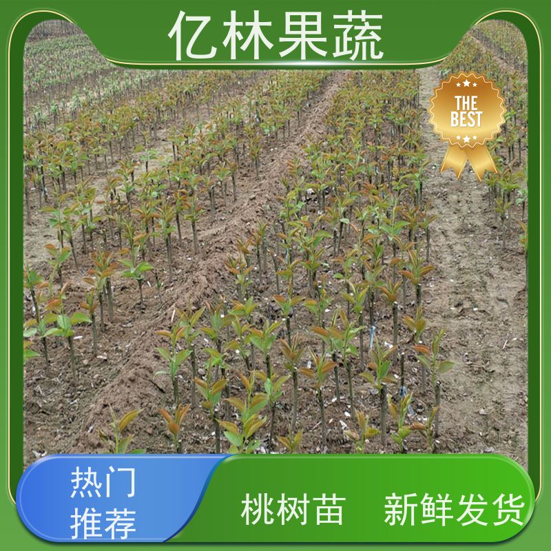 亿林苗木 园林嫁接桃苗 三公分现挖现发 品种齐全 基地直发