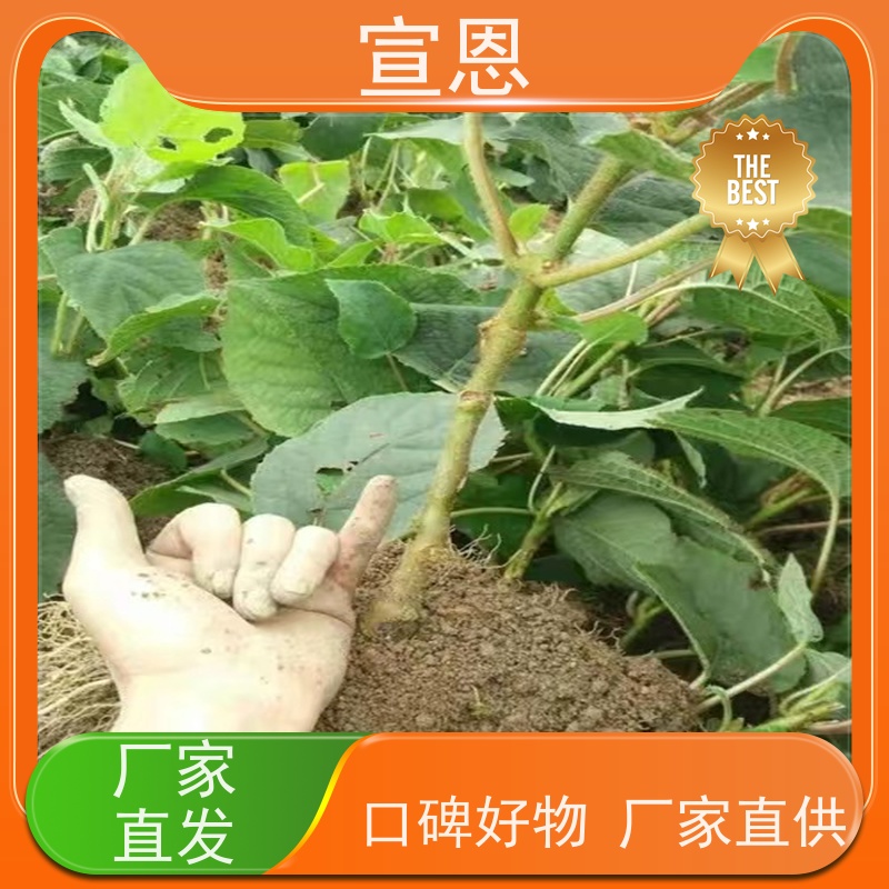 宣恩 猕猴桃实生苗0.3元一棵 龙藏红猕猴桃苗 欢迎采购