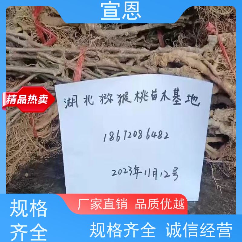 宣恩 猕猴桃树苗子1米高、 龙藏红猕猴桃苗 欢迎采购