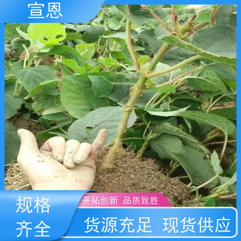 宣恩 猕猴桃实生苗0.3元 翠香猕猴桃苗子 欢迎采购
