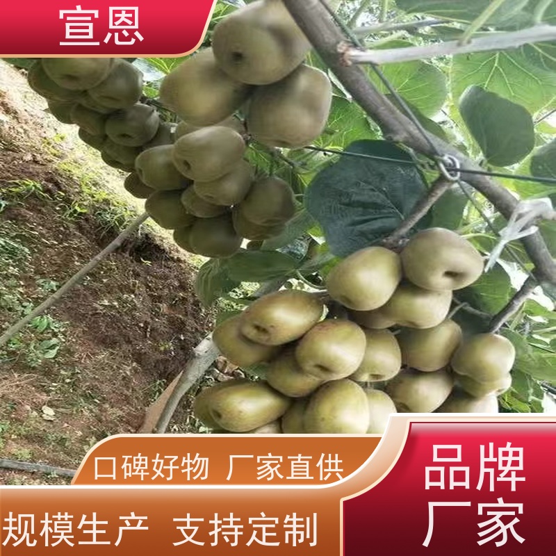 宣恩 猕猴桃实生苗0.3元一棵 翠玉猕猴桃苗 欢迎采购
