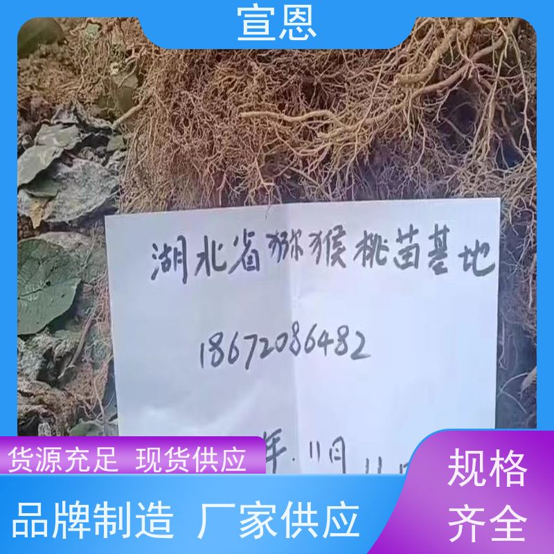 宣恩 猕猴桃实生苗0.3元 龙藏红猕猴桃苗 欢迎采购