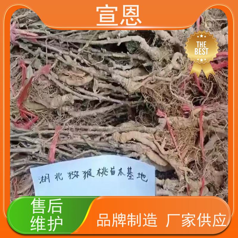 宣恩 猕猴桃实生苗0.3元一棵 金红猕猴桃苗子 欢迎采购