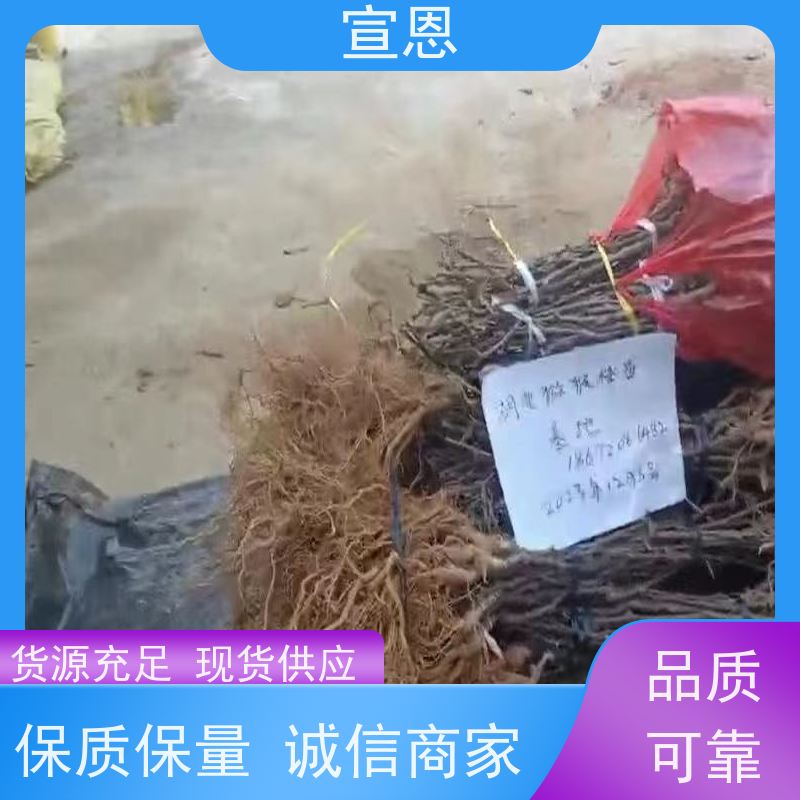 宣恩 猕猴桃实生苗0.3元一棵 白猕猴桃苗 欢迎采购