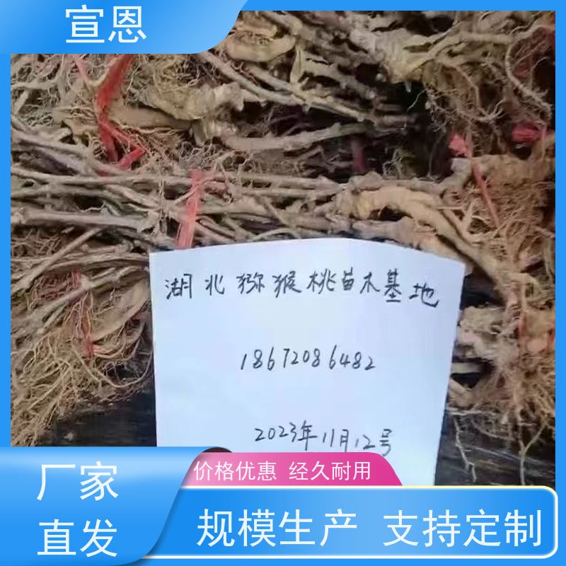 宣恩 猕猴桃实生苗0.3元一棵 红肉猕猴桃苗子 欢迎采购