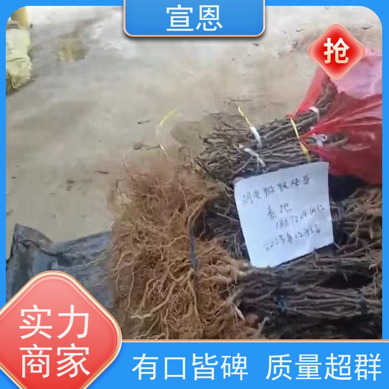 宣恩 猕猴桃树苗子1米高、 猕猴桃苗砧木 欢迎采购