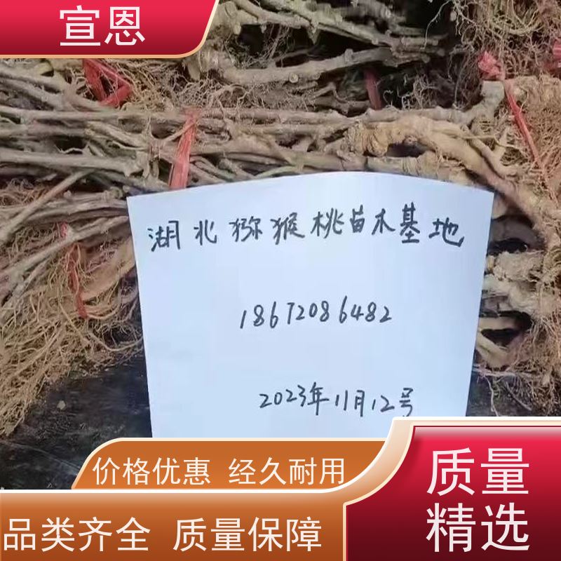 宣恩 猕猴桃树苗子1米高、 华优猕猴桃苗子 3元一棵 欢迎采购