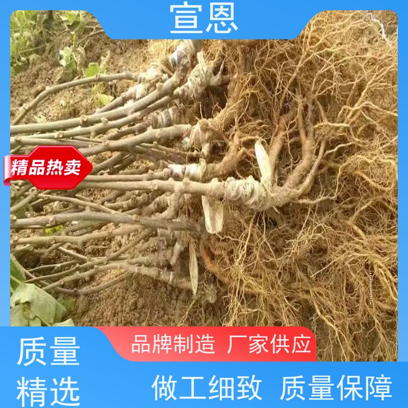 宣恩 猕猴桃树苗子1米高、 猕猴桃苗新品种 3元一棵 欢迎采购